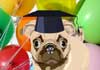 Talking Graduation Pug