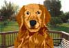 Talking Golden Retriever e-card