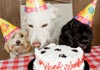 Birthday Doggies e card