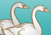 Swan Valentine for Husband