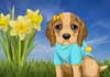 Talking Puppy