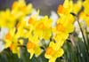 Easter Across the Miles