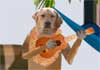 Golden Retrievers Father