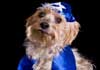 Rabbi Doggy