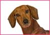 Valentine Love Wiener