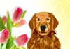 Talking Golden Retriever