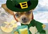 Dancing Irish Chihuahua