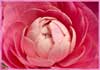 Mothers Day Wishes