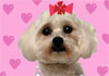 Singing Valentine Malties