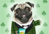 Irish Singing Pugs