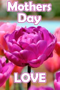 A photo of a bright fuchsia peony blossom. Above and below it are the words, "Mothers Day Love".