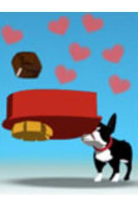 A small Boston Terrier holds a huge, heart-shaped box of chocolates in its mouth to catch a candy that is being tossed from off screen.