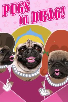Three pugs are dressed in drag. They wear dresses, big, dramatic wigs, and lipstick.
