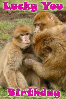 Several monkeys are clustered around one monkey. The group is grooming the monkey at its center.