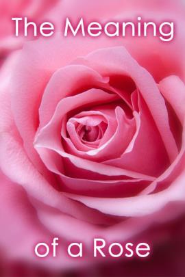 This Valentine's Day card shows a close up of a pink rose bloom. The title in white font reads, "The Meaning of a Rose".