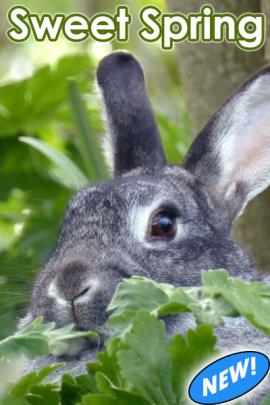 A photo of a gray bunny rabbit in the midst of greenery. Above in block letters, the title of the ecard, "Sweet Spring"