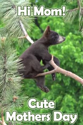 A photo of a bear cub on a branch in a pine tree surrounded by green pine boughs.  Above him are the words, "Hi Mom" and below are the words, "Cute Mothers Day"