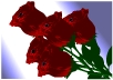 A bouquet of red roses, each roses has a tiny face in its center, and they're singing.