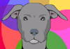A grey dog with floppy ears, resembling an American Staffordshire Terrier.