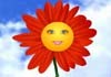 An orange daisy with a friendly smiling face.