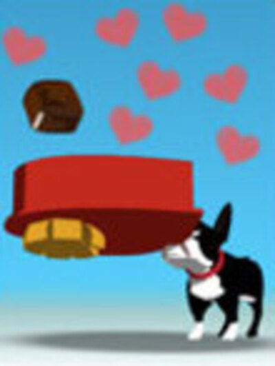 A small Boston Terrier holds a huge, heart-shaped box of chocolates in its mouth to catch a candy that is being tossed from off screen.