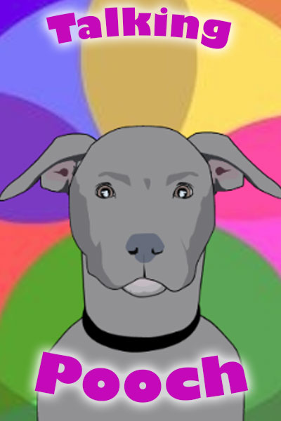 A grey dog with floppy ears, resembling an American Staffordshire Terrier.