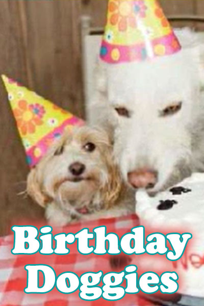 Two doggies next to a birthday cake, the larger of the two is wearing a party hat, and licking the frosting on the cake, while the smaller dog's party hat is knocked askew.