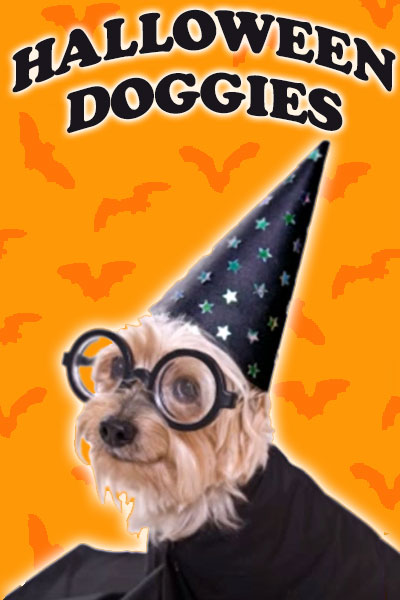 A yorkie dressed as a wizard, in a black robe, a pointy black hat with stars on it, and round rimmed glasses.