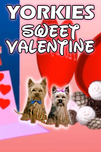 Two Yorkie dogs, surrounded by a collage of Valentine's Day images such as hearts and chocolate candies.