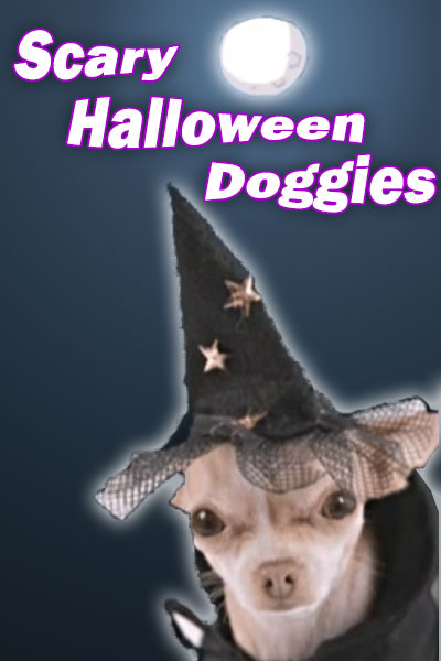 A chihuahua in a pointy witch hat. The hat is covered in tiny stars, and has a brim made of lace.