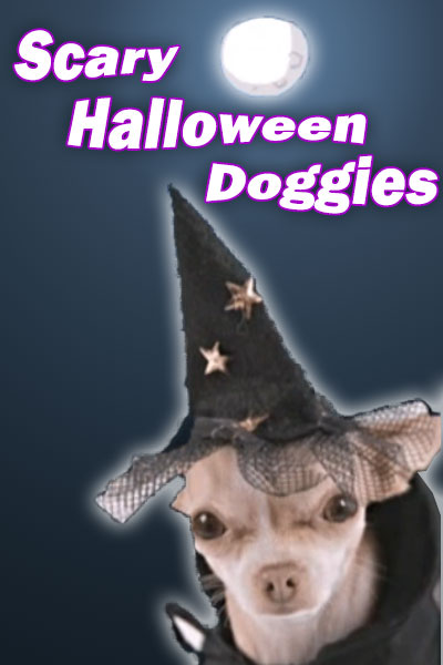 A chihuahua in a pointy witch hat. The hat is covered in tiny stars, and has a brim made of lace.