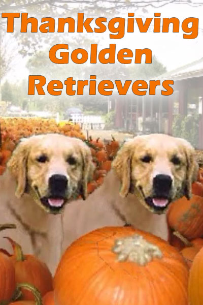 Animated Thanksgiving ecards, Free animated Thanksgiving ecards - Animated Thanksgiving ecards, Free animated Thanksgiving ecards -
