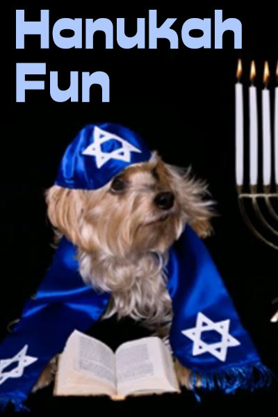 A yorkie dog wearing a yarmulke.