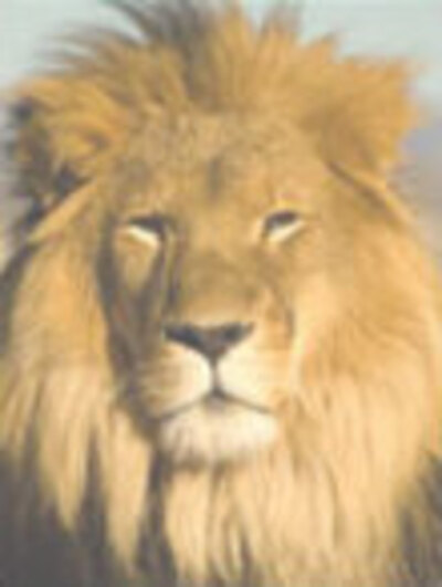 A majestic lion looks at the viewer.