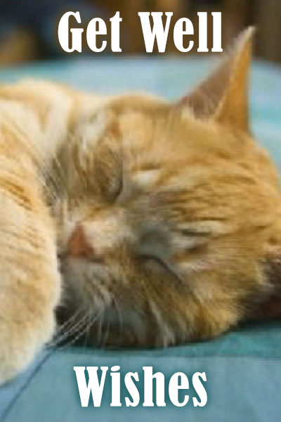 An orange tabby cat sleeps peacefully.