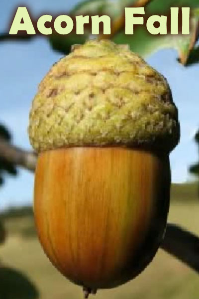 A close view of a single acorn hanging on a branch.