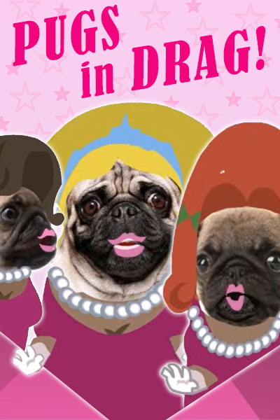 Three pugs are dressed in drag. They wear dresses, big, dramatic wigs, and lipstick.