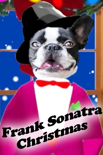 A photo of a Boston Terriers face wearing an illustrated pink suit, bow tie, and fedora. There is a snowy window pane behind him with a decorative pine garland. The words Frank Sonatra Christmas are in the foreground.