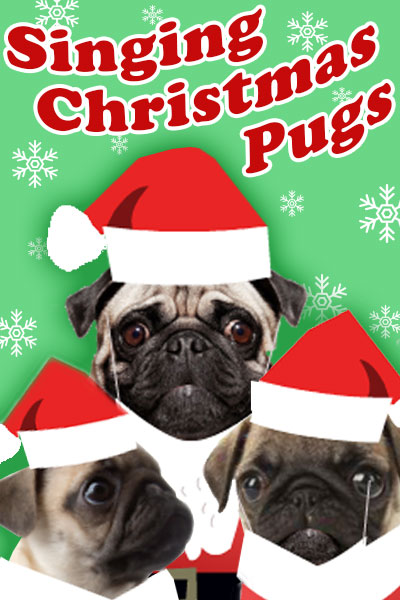 Three pugs wearing illustrated Santa outfits in front of a green background with white snowflakes, above them are the words Singing Christmas Pugs. 