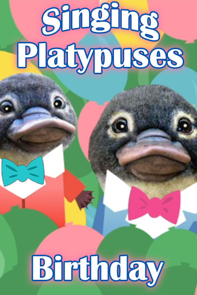 This happy birthday ecard image shows two baby platypuses in little colorful suits with bowties against a multi colored background with the words Singing Birthday Platypuses above them.