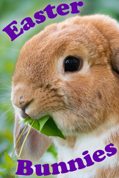 A cute Easter ecard, the thumbnail image shows a close up on the head of a fluffy tan bunny, munching on a green leaf. The title is in purple font and reads, "Easter Bunnies".