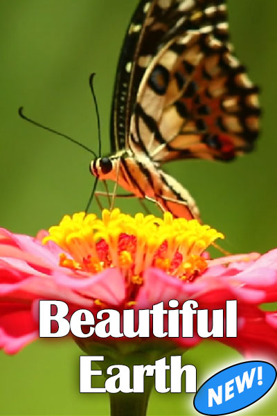 The thumbnail for this Earth Day greeting card is a close up view of a brilliantly colored flower, with a butterfly perched on one of its leaves, and sipping its nectar. The title reads, "Beautiful Earth".