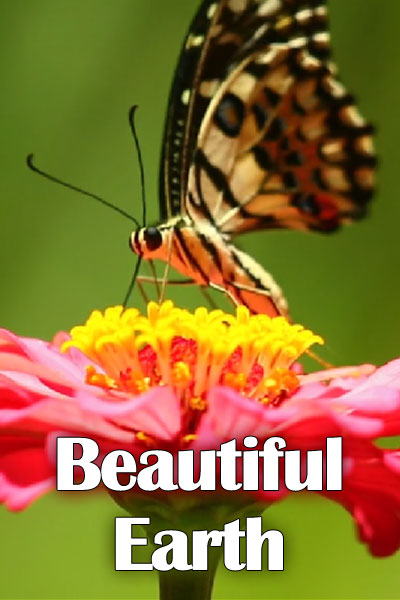 The thumbnail for this Earth Day greeting card is a close up view of a brilliantly colored flower, with a butterfly perched on one of its leaves, and sipping its nectar. The title reads, "Beautiful Earth".