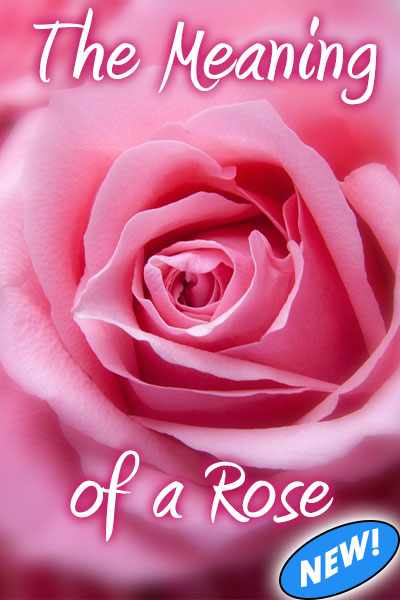 This Valentine's Day card shows a close up of a pink rose bloom. The title in white font reads, "The Meaning of a Rose".