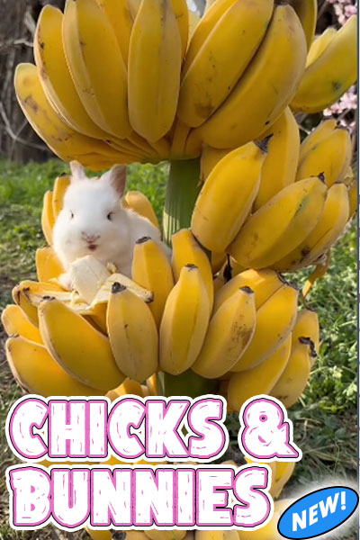 A photo of a stalk of bananas in several tiers. In the middle tier a white baby bunny rabbit sits on the bananas. The title in in big white and pink block letters and reads, "Chicks & Bunnies".