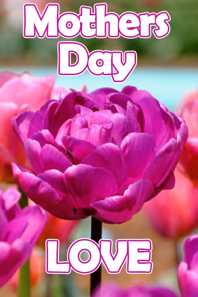 A photo of a bright fuchsia peony blossom. Above and below it are the words, "Mothers Day Love".
