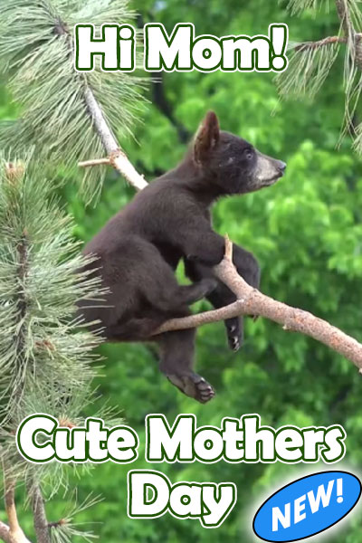 Hi Mom, Cute Mothers Day eCard