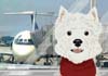 A westie dog with a red bandanna around its neck. There is an airplane in the background.