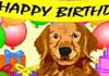 A golden retriever smiles at the viewer. There are balloons and presents behind the pup.