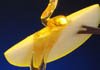 Rosh Hashanah